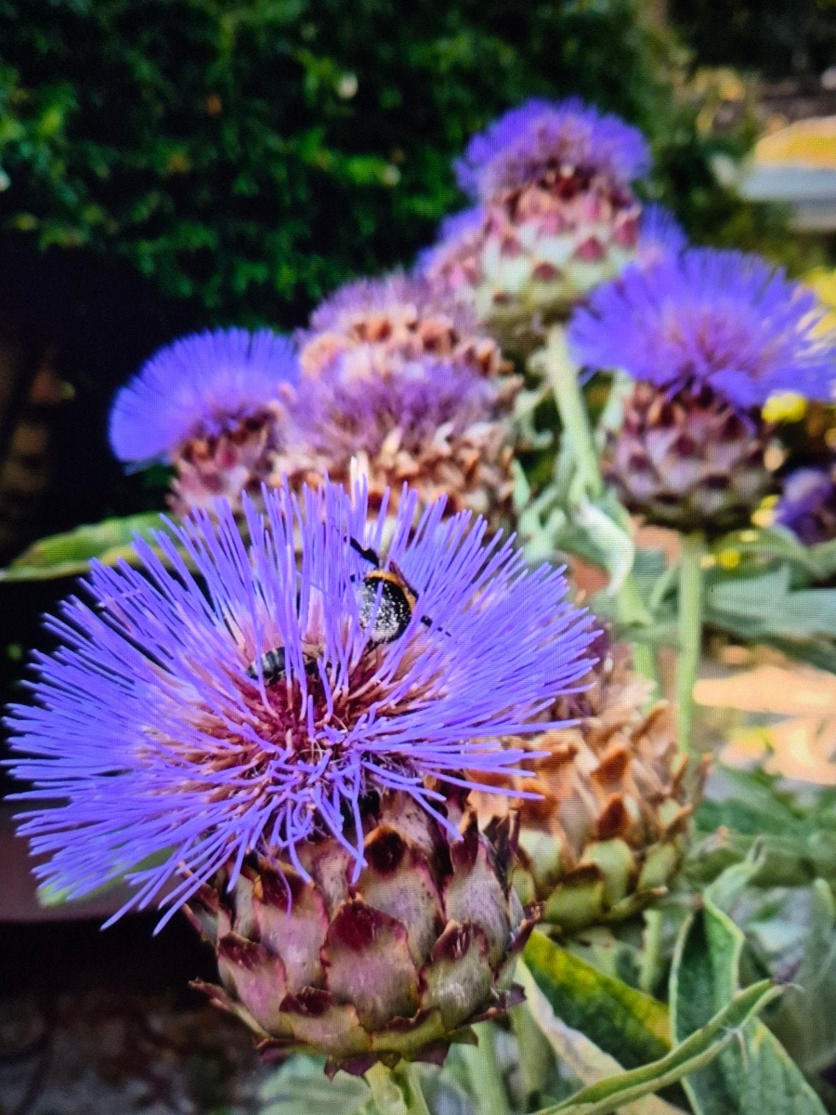decoratieve kardoen planten p9 pot €2.50, Volle zon, Vaste plant, Zomer, Ophalen