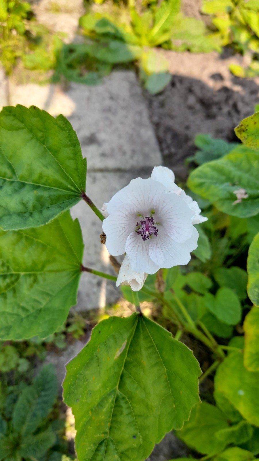 Heemst, Volle zon, Vaste plant, Zomer, Ophalen