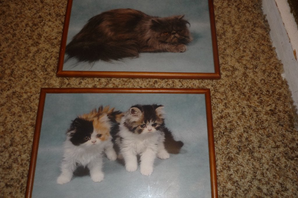 foto,s  van katten in gelijst, Ophalen of Verzenden, Zo goed als nieuw, Foto of Poster