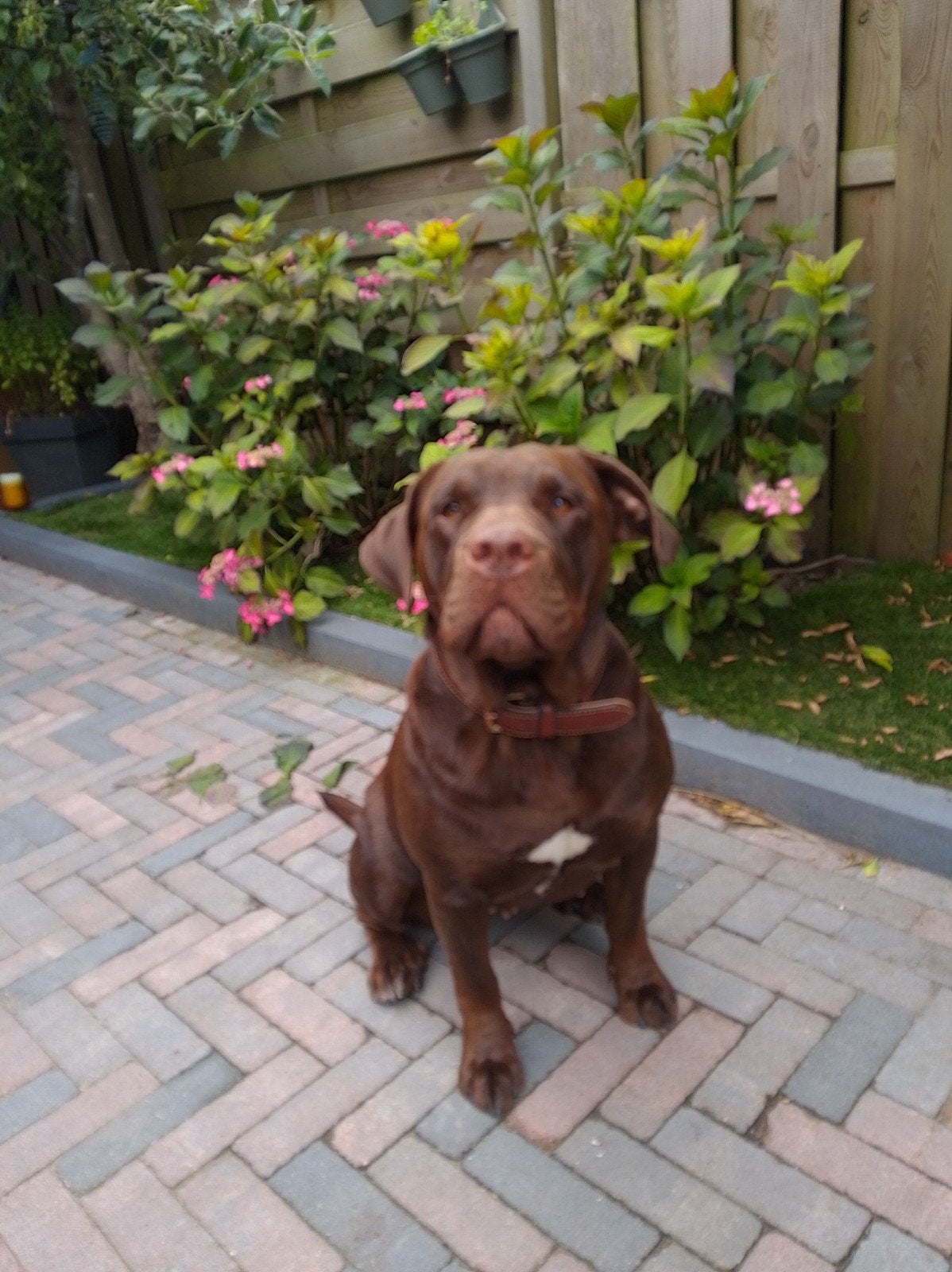 Lieve leuke labrador, Dieren en Toebehoren, Honden | Niet-rashonden, 1 tot 2 jaar, Teef, Eén hond, Middel