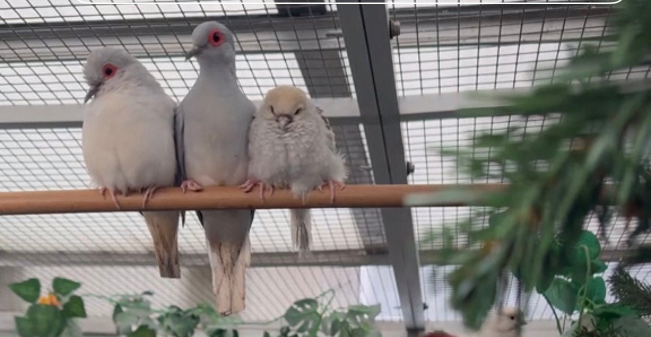 diamant duifjes, Dieren en Toebehoren, Vogels | Overige Vogels, Meerdere dieren
