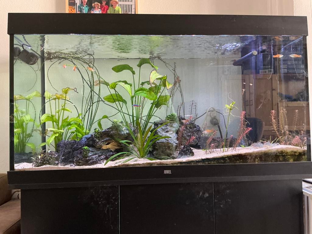 Juwel Rio 350 met Helialux verlichting met Smartcontrol, Ophalen, Gebruikt, Inclusief deksel, Gevuld zoetwateraquarium