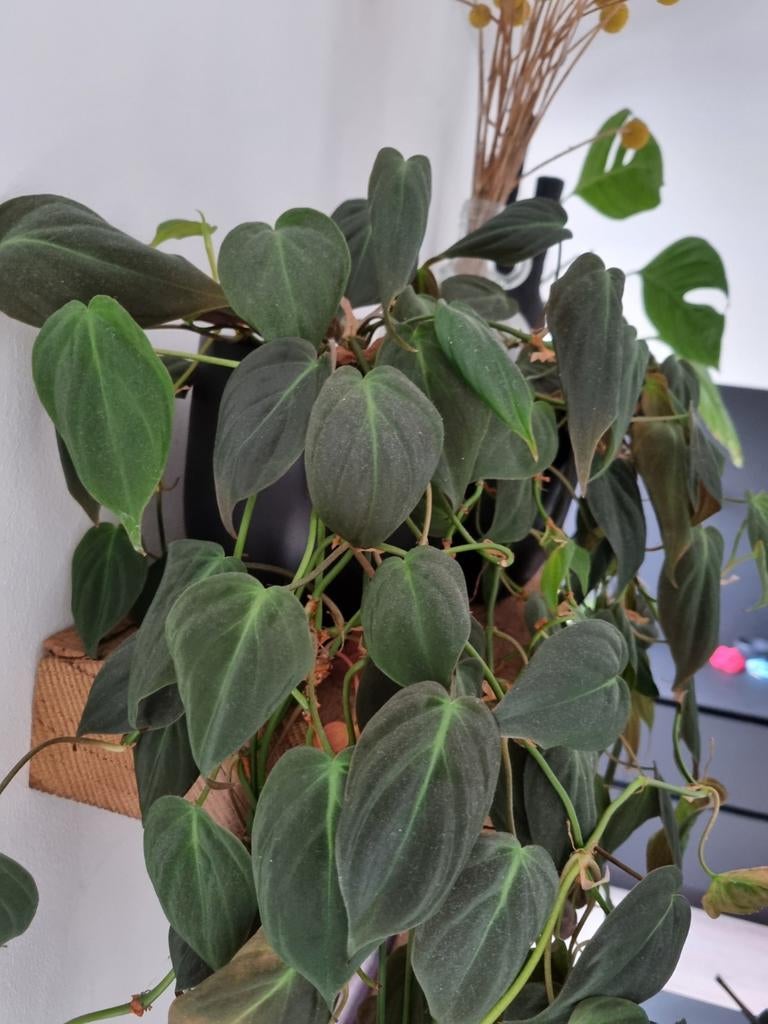 philodendron micans stek, Ophalen of Verzenden, Halfschaduw, Minder dan 100 cm