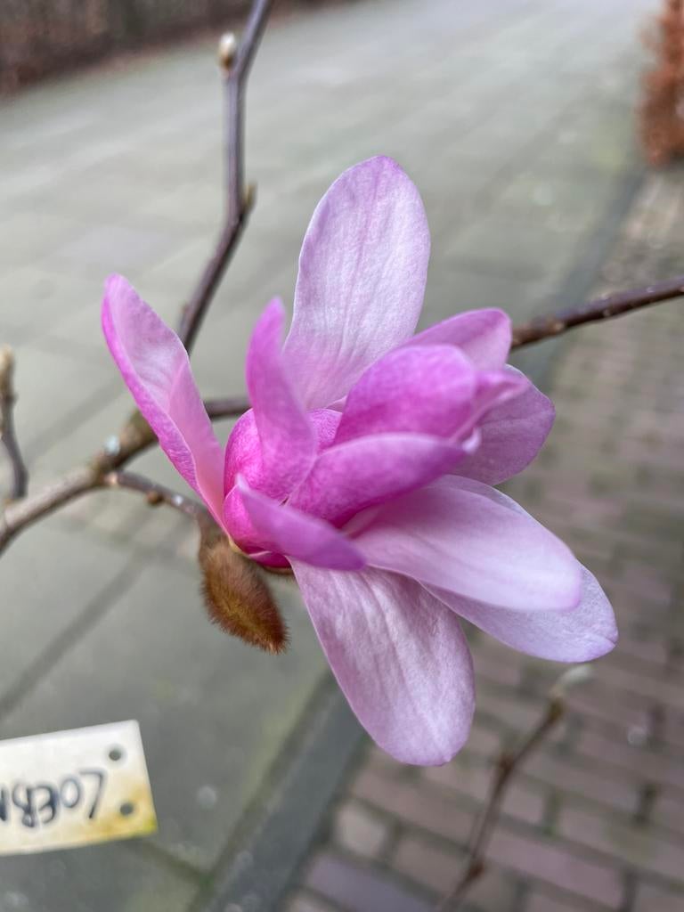 Diverse magnoliasoorten (beverboom, valse tulpenboom), Volle zon, Vaste plant, Lente, Ophalen