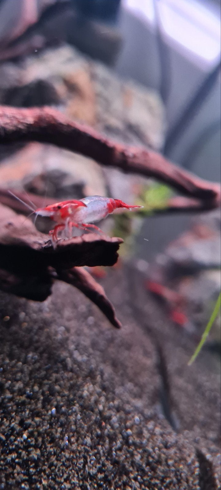 Te koop! Red Rilli garnalen, Kreeft, Krab of Garnaal, Zoetwatervis, Schoolvis