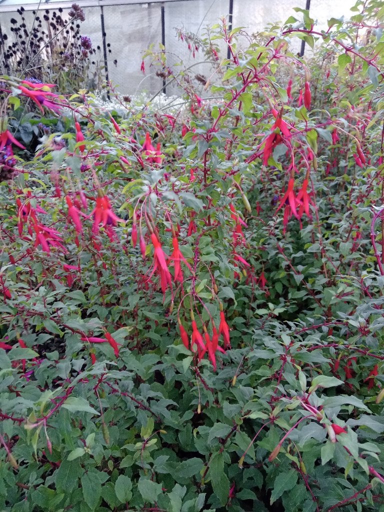 Winterharde fuchsia Riccartonii: jonge planten, Ophalen, Overige soorten, Volle zon