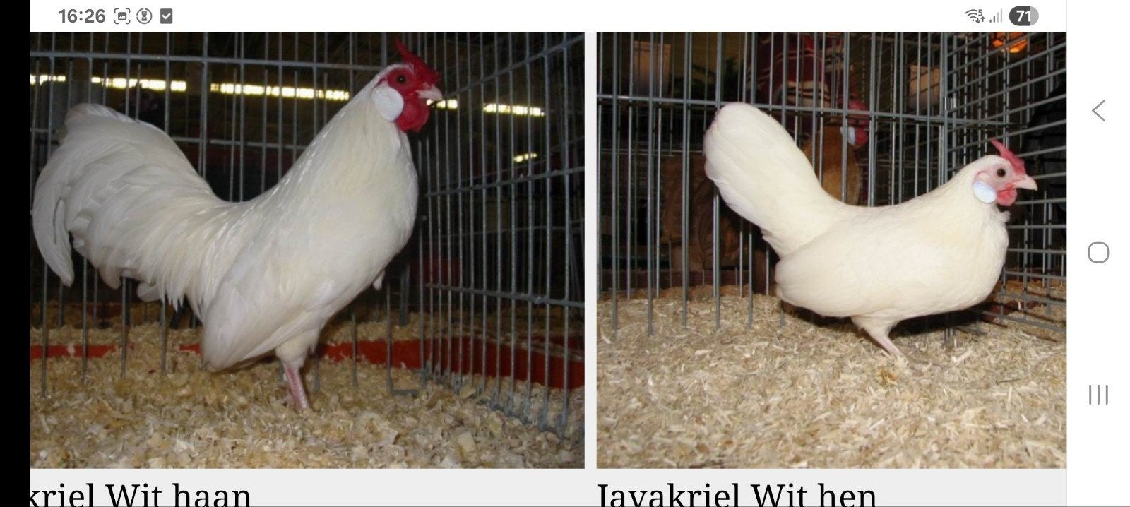 gezocht broedeieren java kriel, Dieren en Toebehoren, Meerdere dieren, Kip