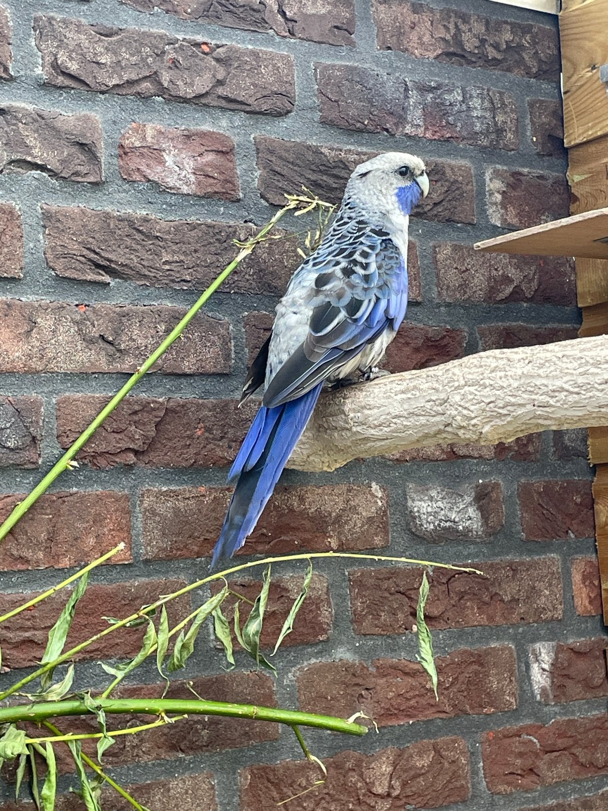 Pennant Rosella blauw, Dieren en Toebehoren, Vogels | Parkieten en Papegaaien, Mannelijk, Parkiet, Geringd