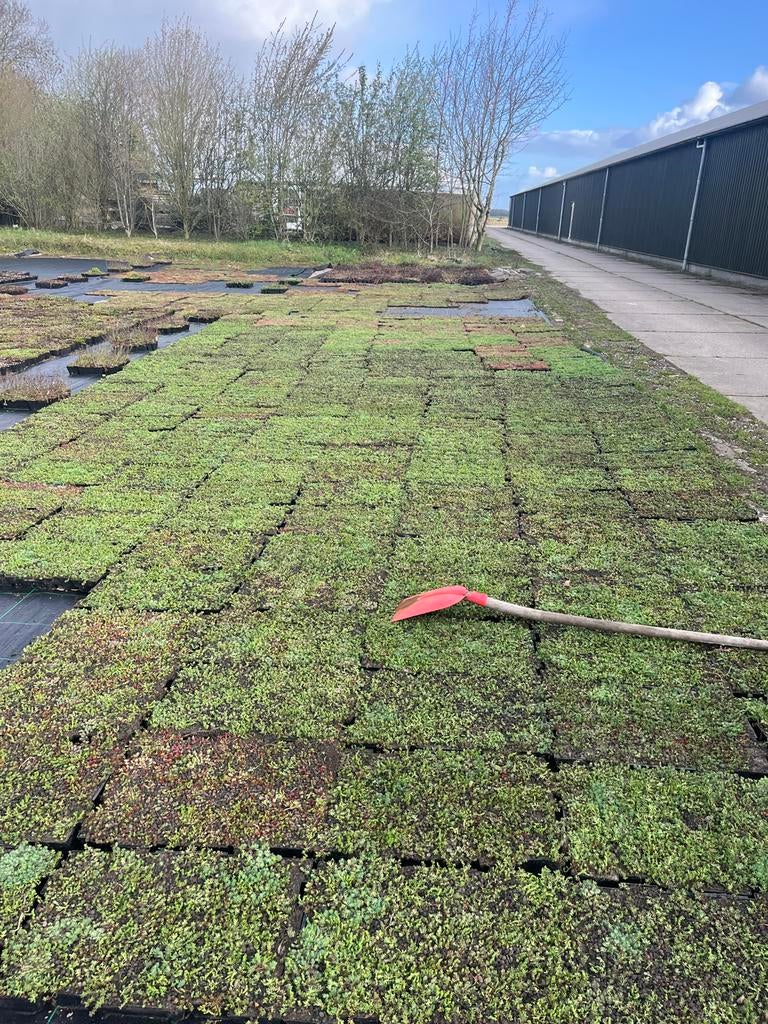 Mooie partijen sedumtrays te koop - 55kg/m2, Tuin en Terras, Planten | Tuinplanten, Bodembedekkers, Volle zon, Vaste plant, Ophalen of Verzenden