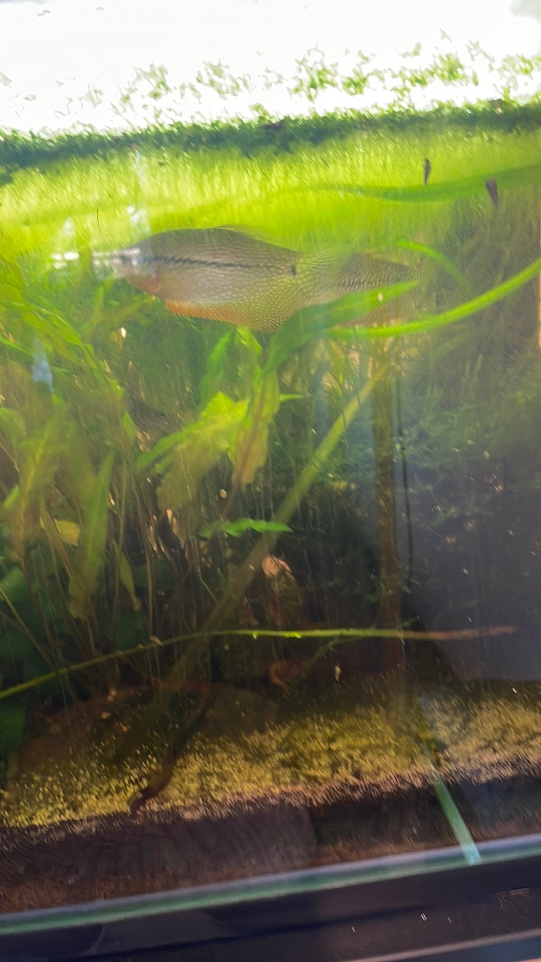 Twee gouramis voor 5 euro moet snel weg, Vis