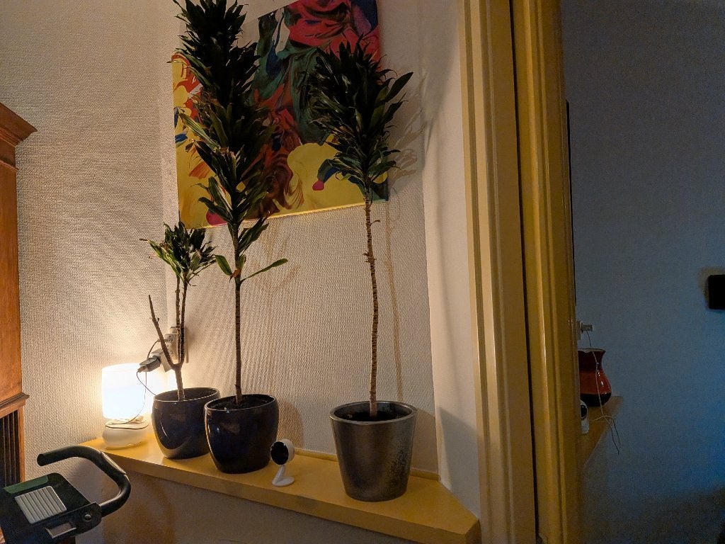 Gratis planten, Ophalen, In pot, Halfschaduw, Minder dan 100 cm