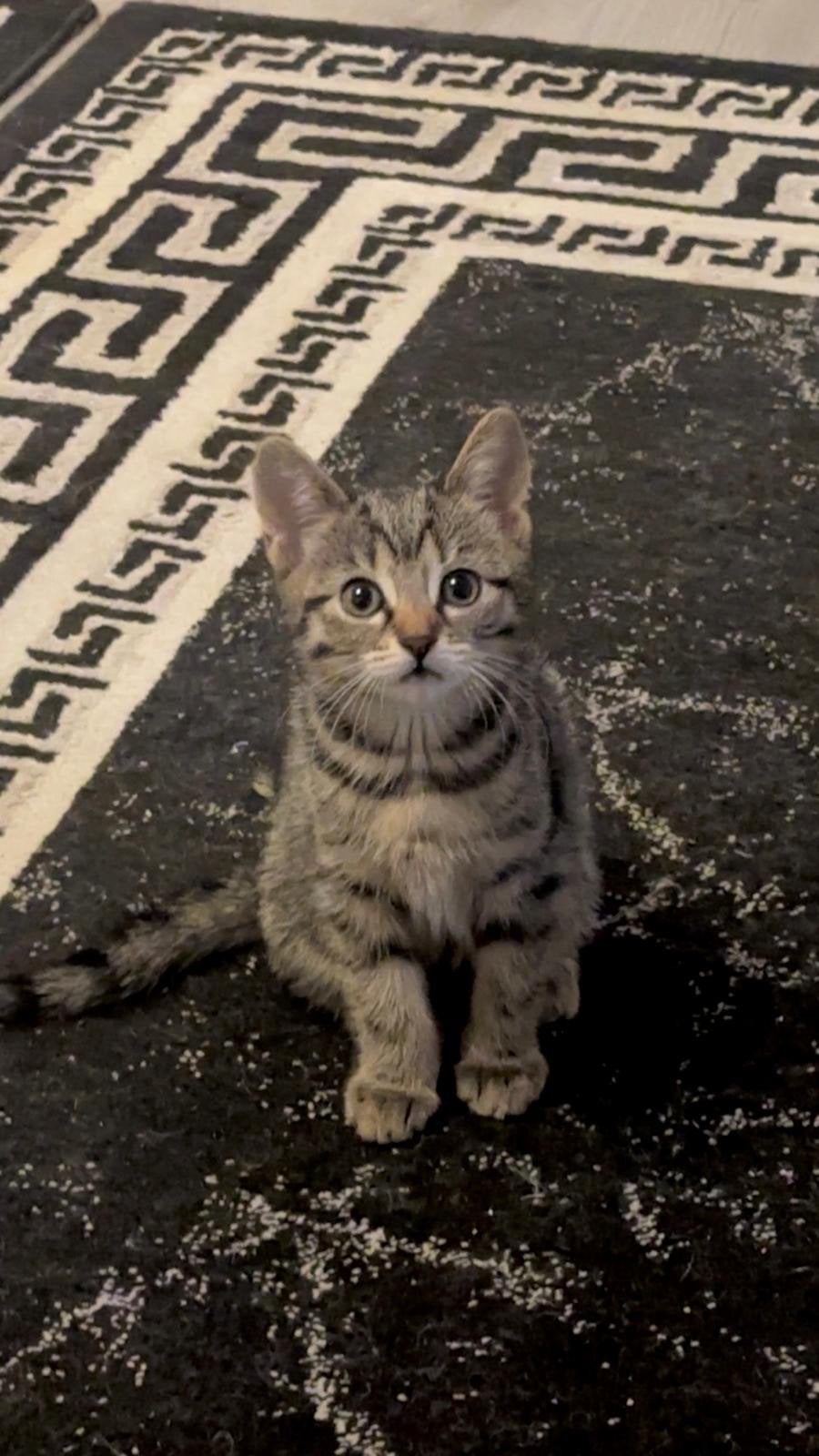 Kittens, Dieren en Toebehoren, Katten en Kittens | Overige Katten, Meerdere dieren