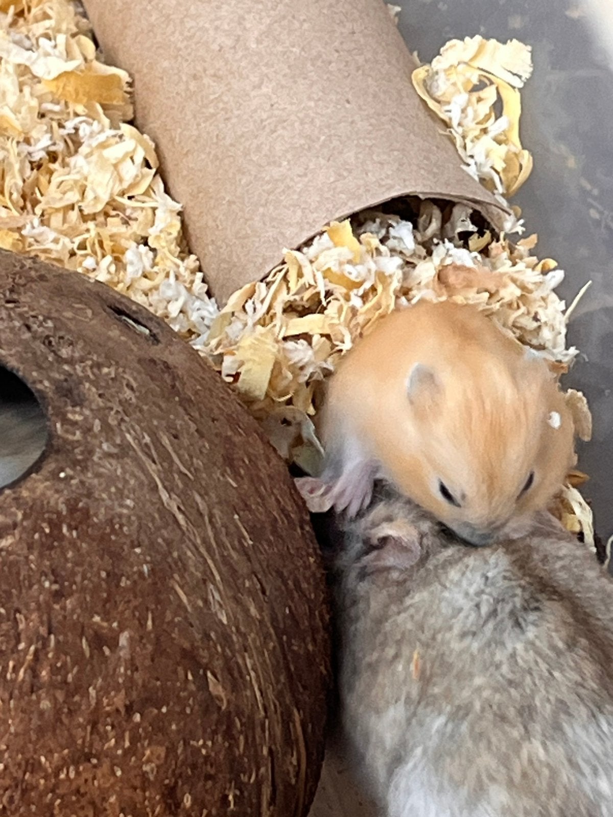 Dwerg hamsters, Juni, Meerdere dieren, Hamster