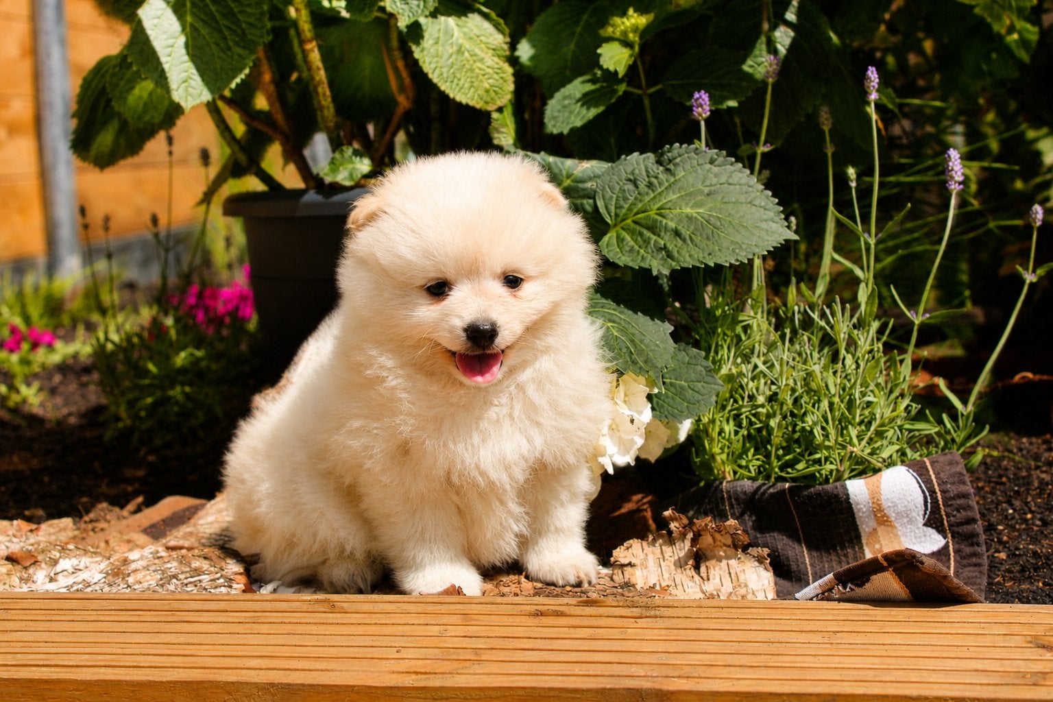 ✨pomeriaan x dwergkees puppys 1 teefje 4 reutjes✨, Dieren en Toebehoren, Honden | Poolhonden, Keeshonden en Oertypen, Parvo, Keeshond