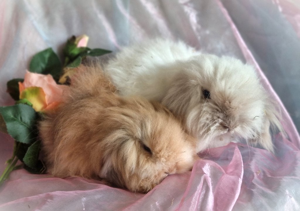 Teddy widder dwerghangoor koppel gecastreerd mannetje, Meerdere dieren, Dwerg