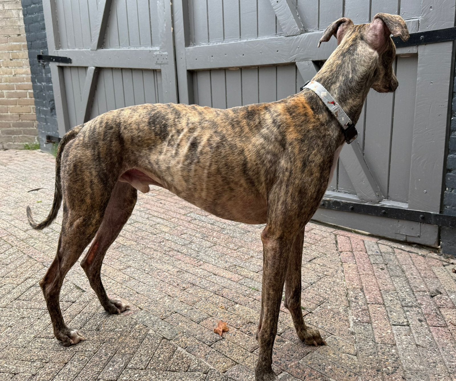 whippet  whindhond te koop, Dieren en Toebehoren, Rabiës (hondsdolheid), Whippet, Reu, Eén hond