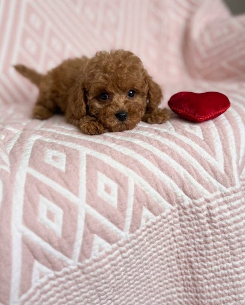 Toy poedel pups/teef/reu, Dieren en Toebehoren, Poedel, 8 tot 15 weken, Parvo, Meerdere dieren
