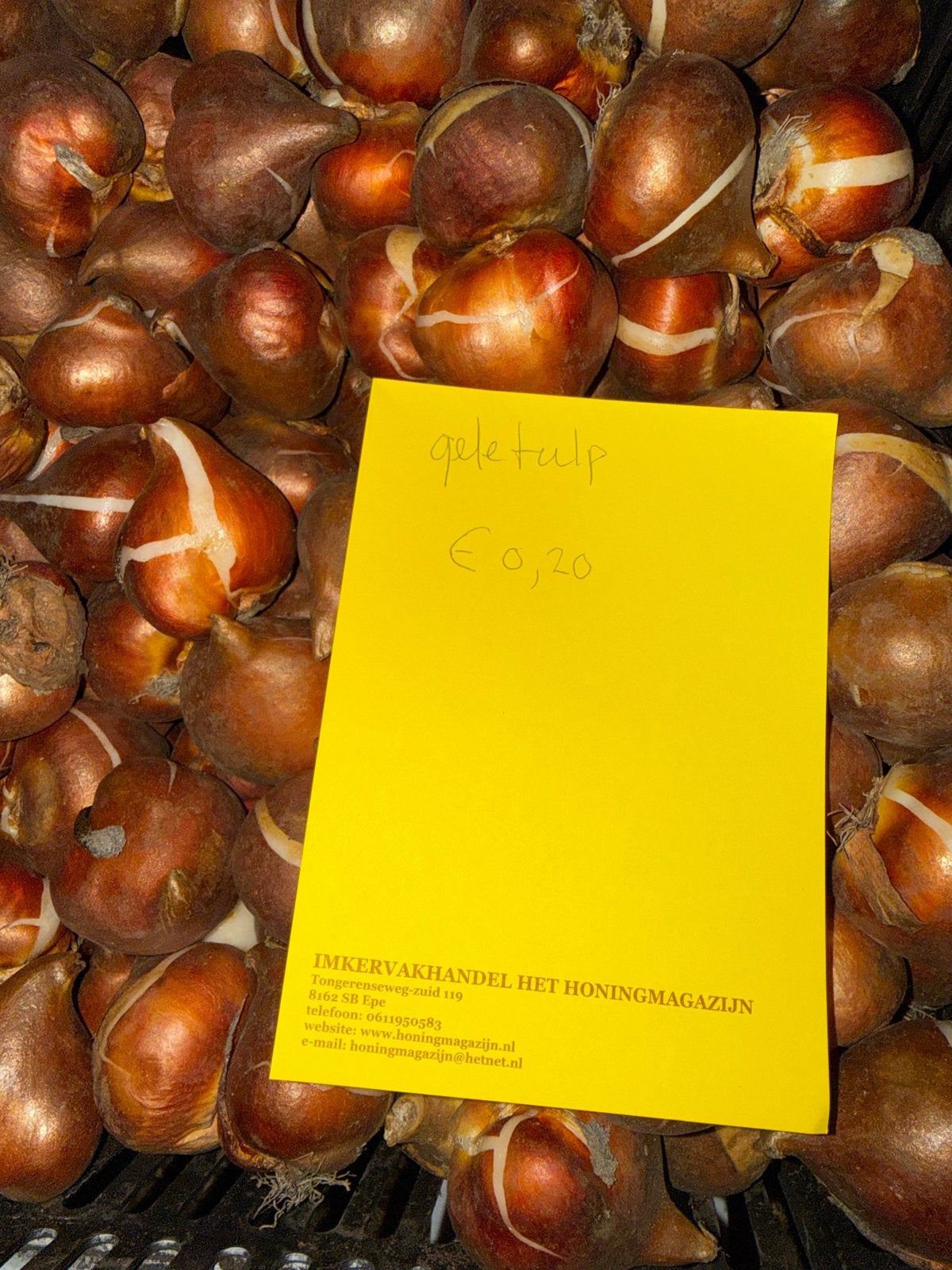 Mooie Gele Tulpenbollen - 10 stuks voor €2, Ophalen of Verzenden, Najaar, Volle zon, Bloembol