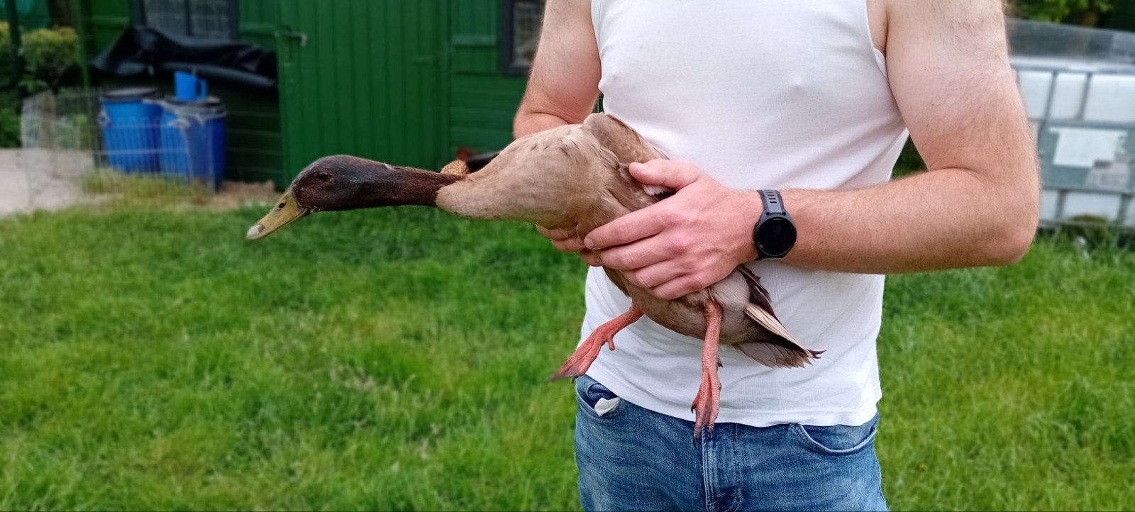 Indische loopeend man, Ophalen of Verzenden, Zo goed als nieuw, Honden