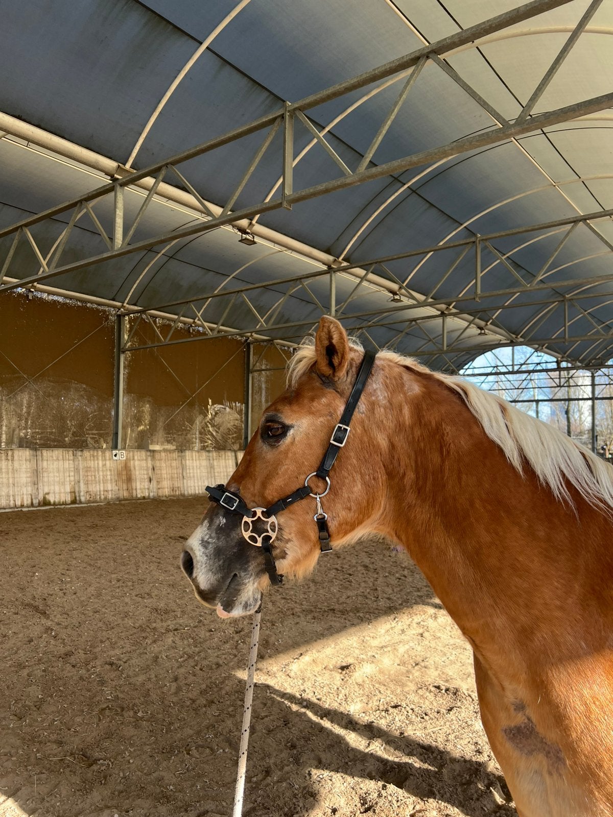 Bitloos hackamore hoofdstel, Hoofdstel, Ophalen of Verzenden, Cob, Verstelbaar