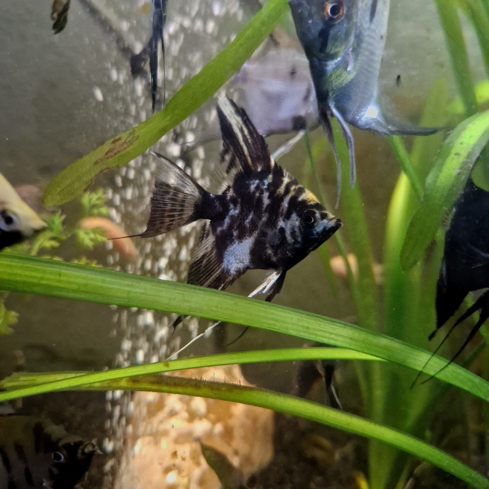 8 Zwart gemêleerde jonge maanvissen €4 per stuk, Dieren en Toebehoren, Vissen | Aquariumvissen, Vis, Zoetwatervis