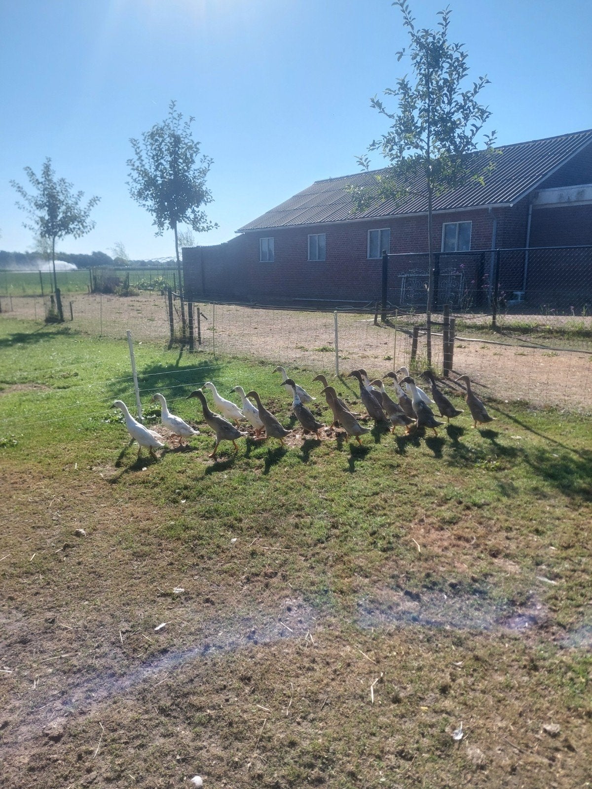 loopeenden, Dieren en Toebehoren, Meerdere dieren, Eend