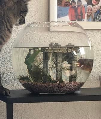 Glazen ronde vissenkom incl. roze steentjes, toren en visnet, Dieren en Toebehoren, Ophalen, Zo goed als nieuw, Leeg aquarium