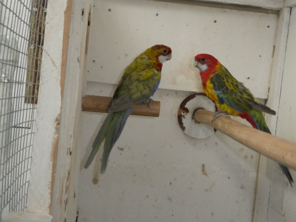 rosella parkieten, Dieren en Toebehoren, Vogels | Parkieten en Papegaaien, Meerdere dieren, Parkiet, Geringd