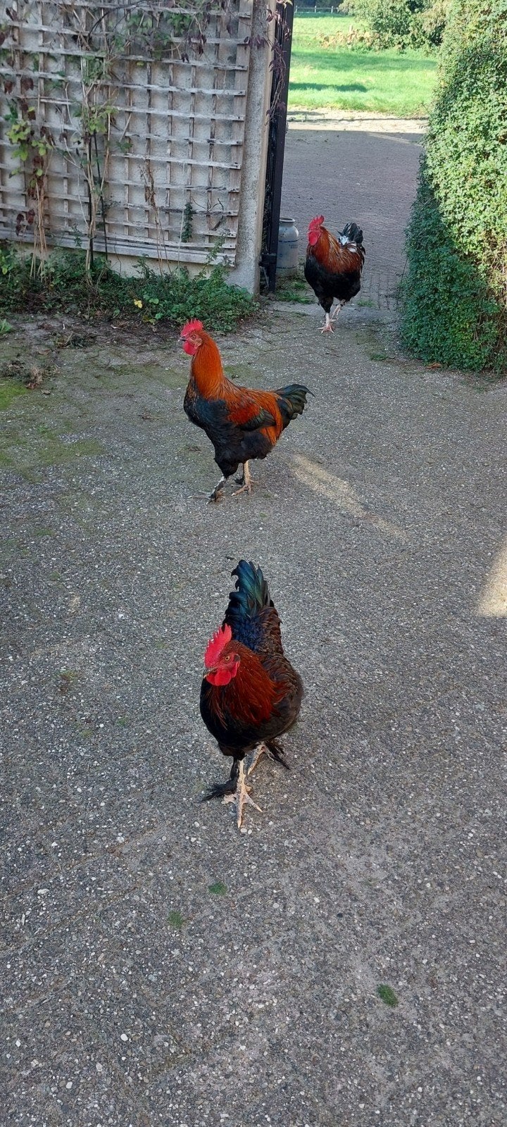 Marans hanen, Dieren en Toebehoren, Mannelijk, Kip