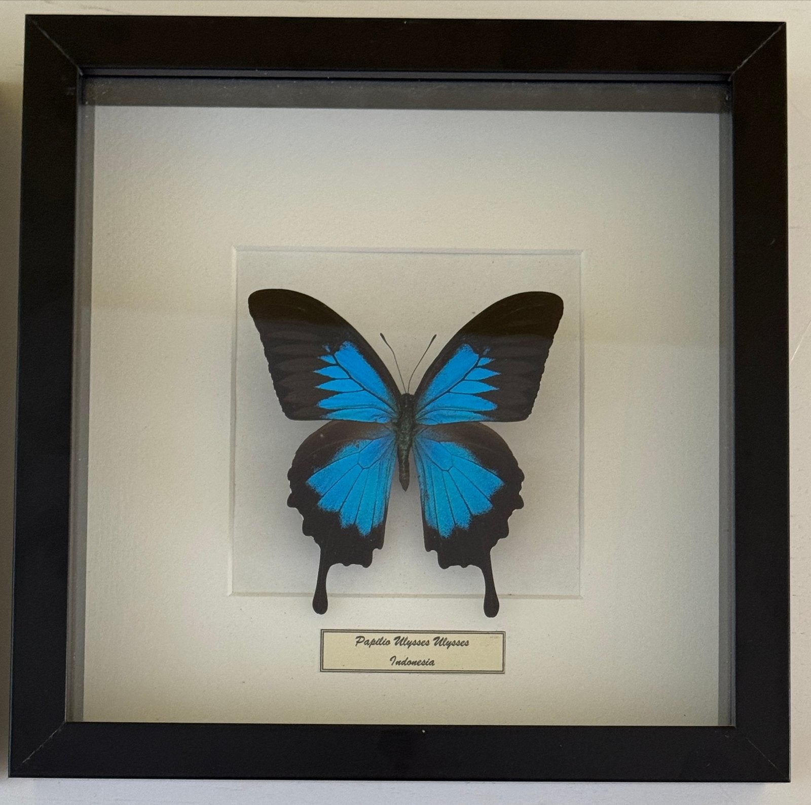 Ingelijste vlinders - Papilio Ulysses, Urania Ripheus, Ophalen, Zo goed als nieuw
