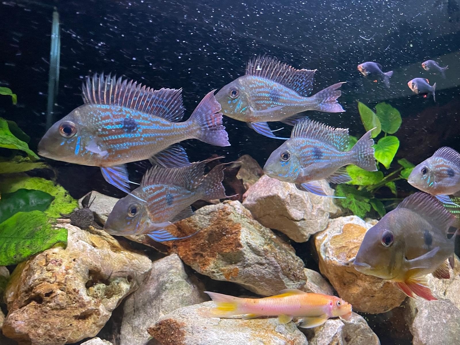 6 x geophagus sveni €100,-, Dieren en Toebehoren, Vis