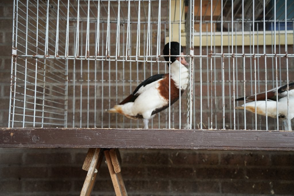 Bergeenden (mannelijk, 2 stuks), Dieren en Toebehoren, Mannelijk, Eend