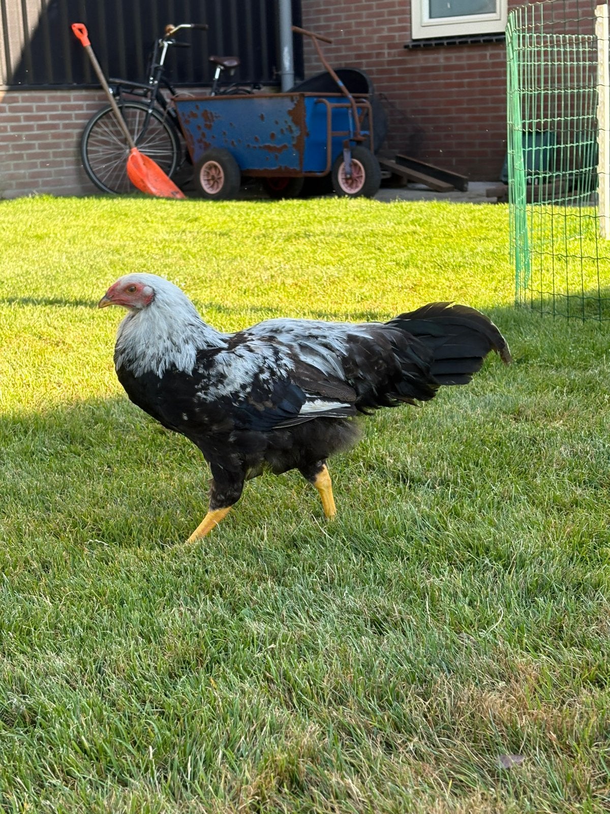 Jonge hanen te koop, Dieren en Toebehoren, Pluimvee, Mannelijk, Kip
