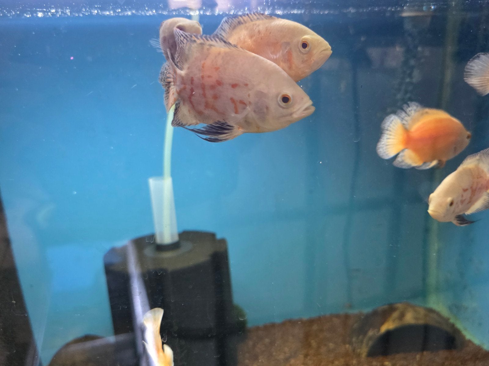 albino tiger oscar en albino oscar, Dieren en Toebehoren, Vissen | Aquariumvissen, Vis