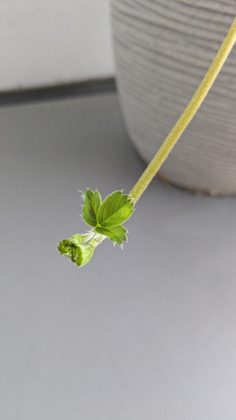 Aardbeienstek, Tuin en Terras, Planten | Tuinplanten, Ophalen, Volle zon, Vaste plant, Fruitplanten