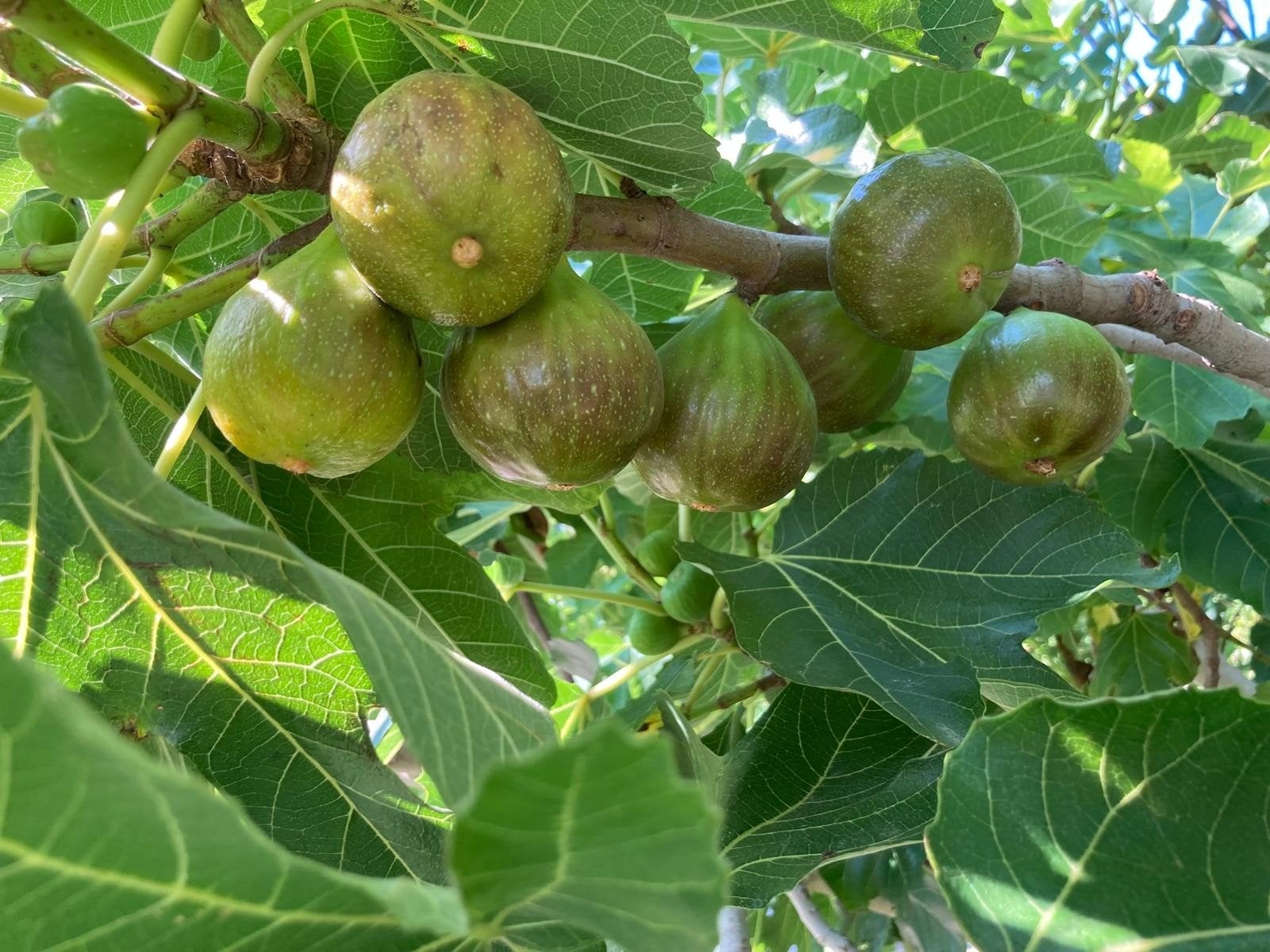 Vijgenbomen te koop / Loppersum / eigen kweek! / proef!🍽️, Volle zon, Vaste plant, Zomer, Ophalen