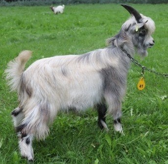 Landgeit boklam Stamboek, Dieren en Toebehoren, Mannelijk, Geit, 0 tot 2 jaar