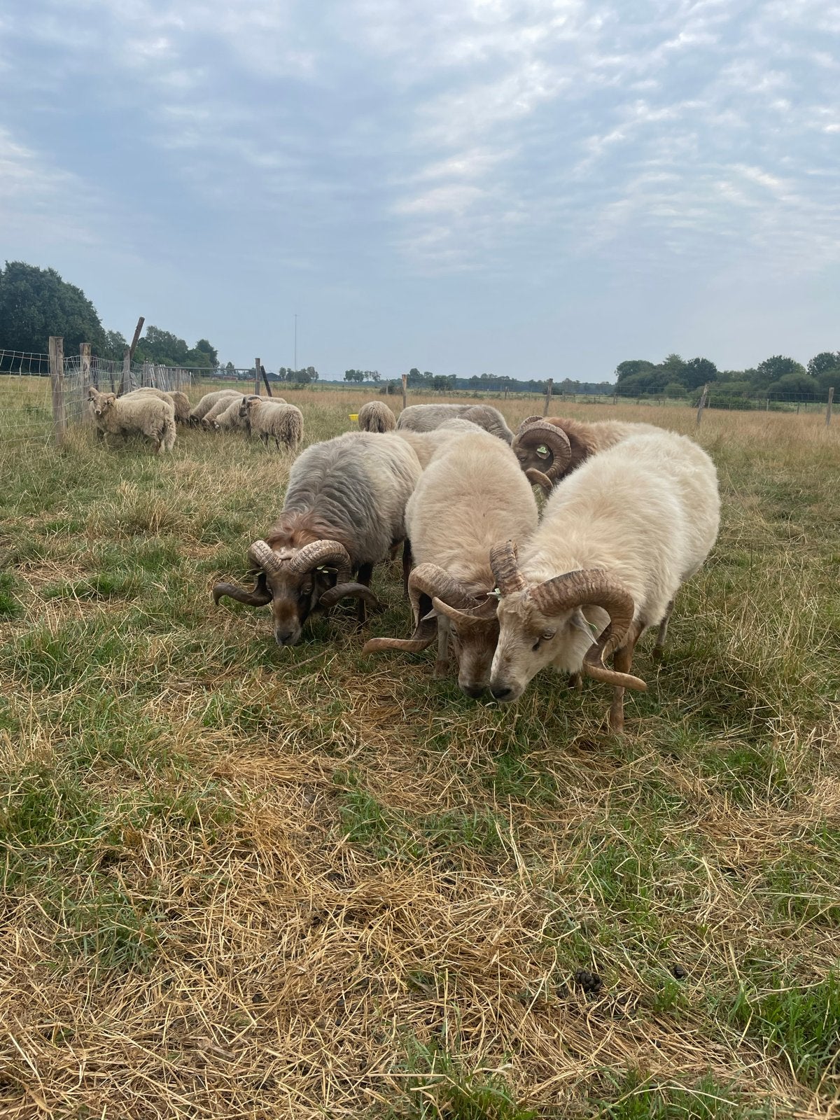 Drentse heideschapen Dekrammen te koop of te huur., Mannelijk, Schaap