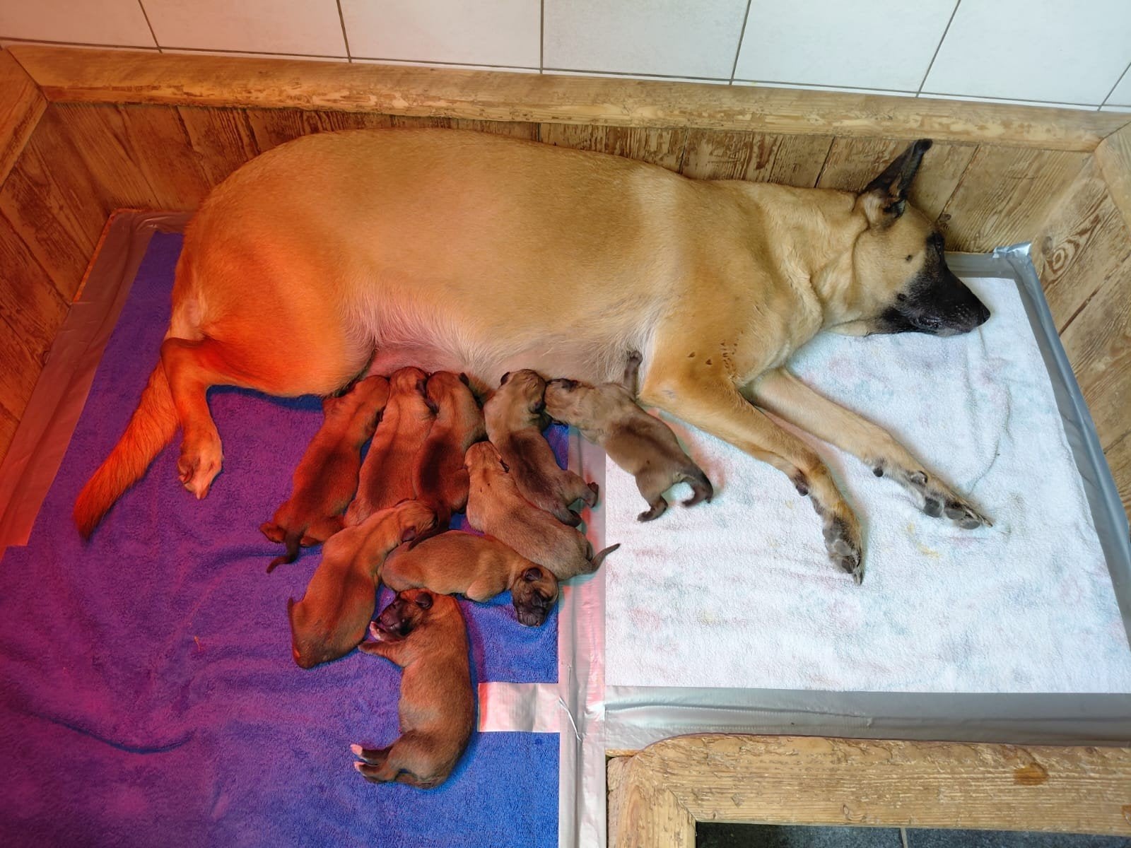 Mechelse herder pups uit werklijn, 8 tot 15 weken, Meerdere, Meerdere dieren, Herder