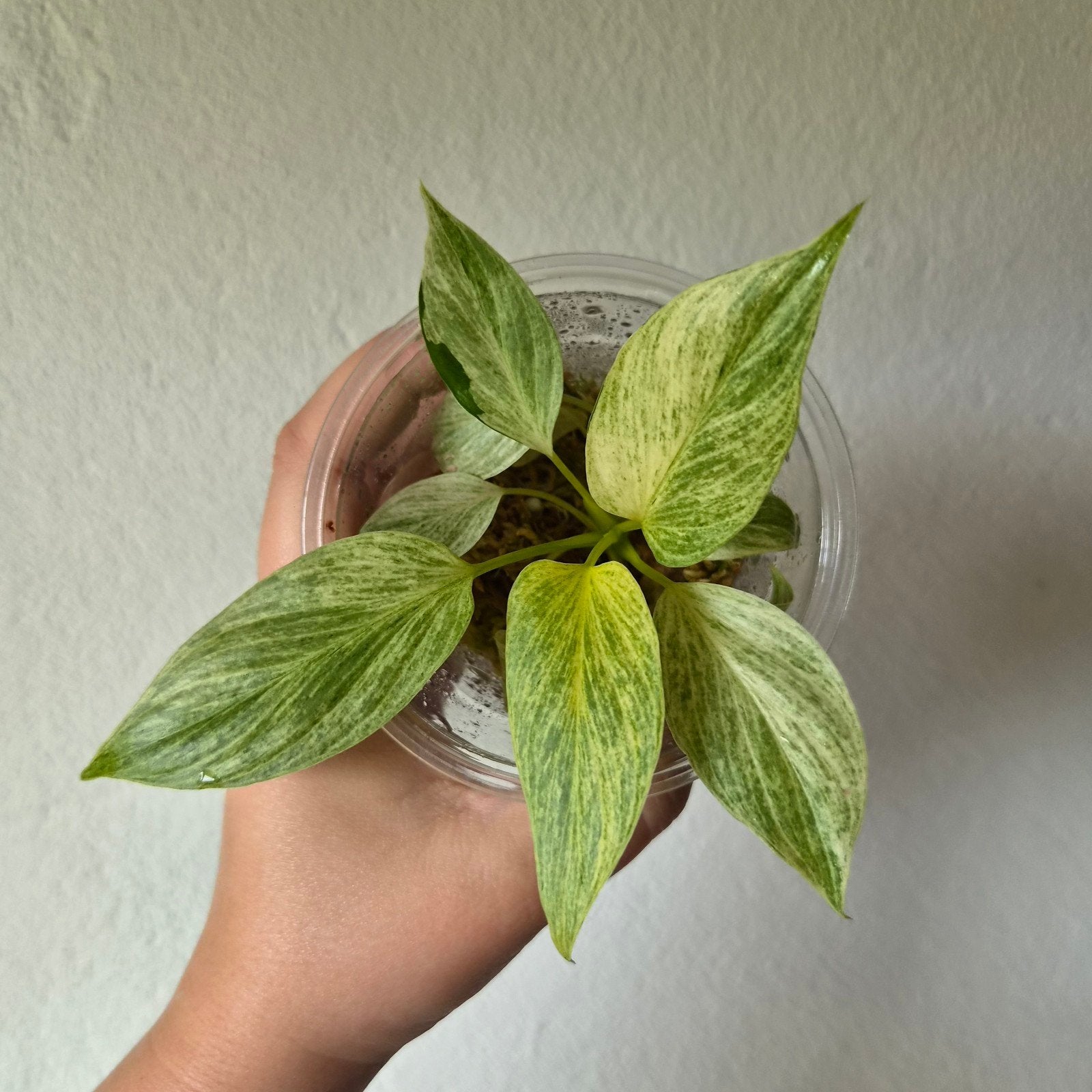 Homalomena Rubescens Full Mint, Huis en Inrichting, Ophalen of Verzenden