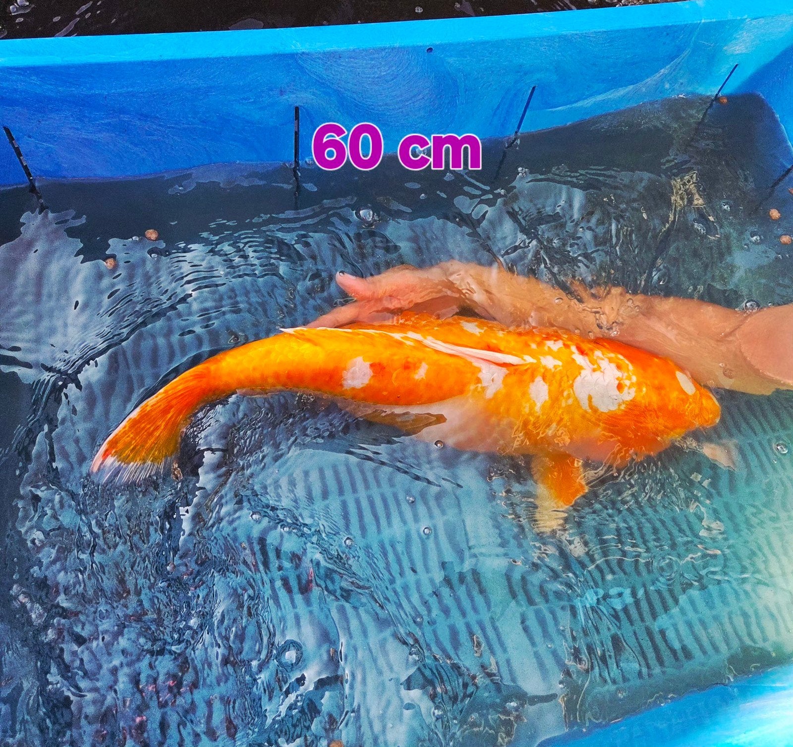 koi karper, Dieren en Toebehoren, Karper of Koi