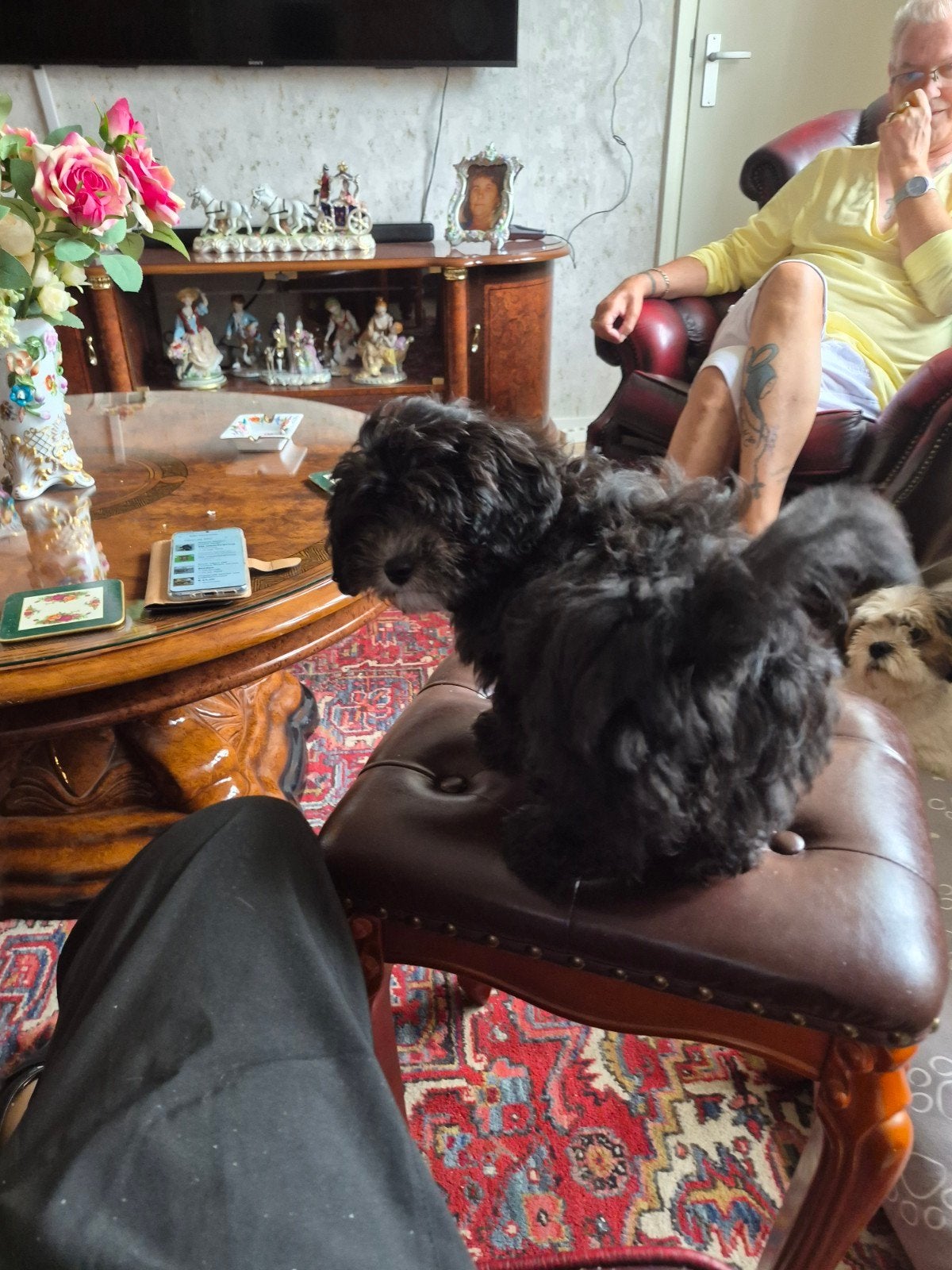 te koop Boomer/Maltipo €1000, Overige rassen, Teef, Eén hond, Nederland