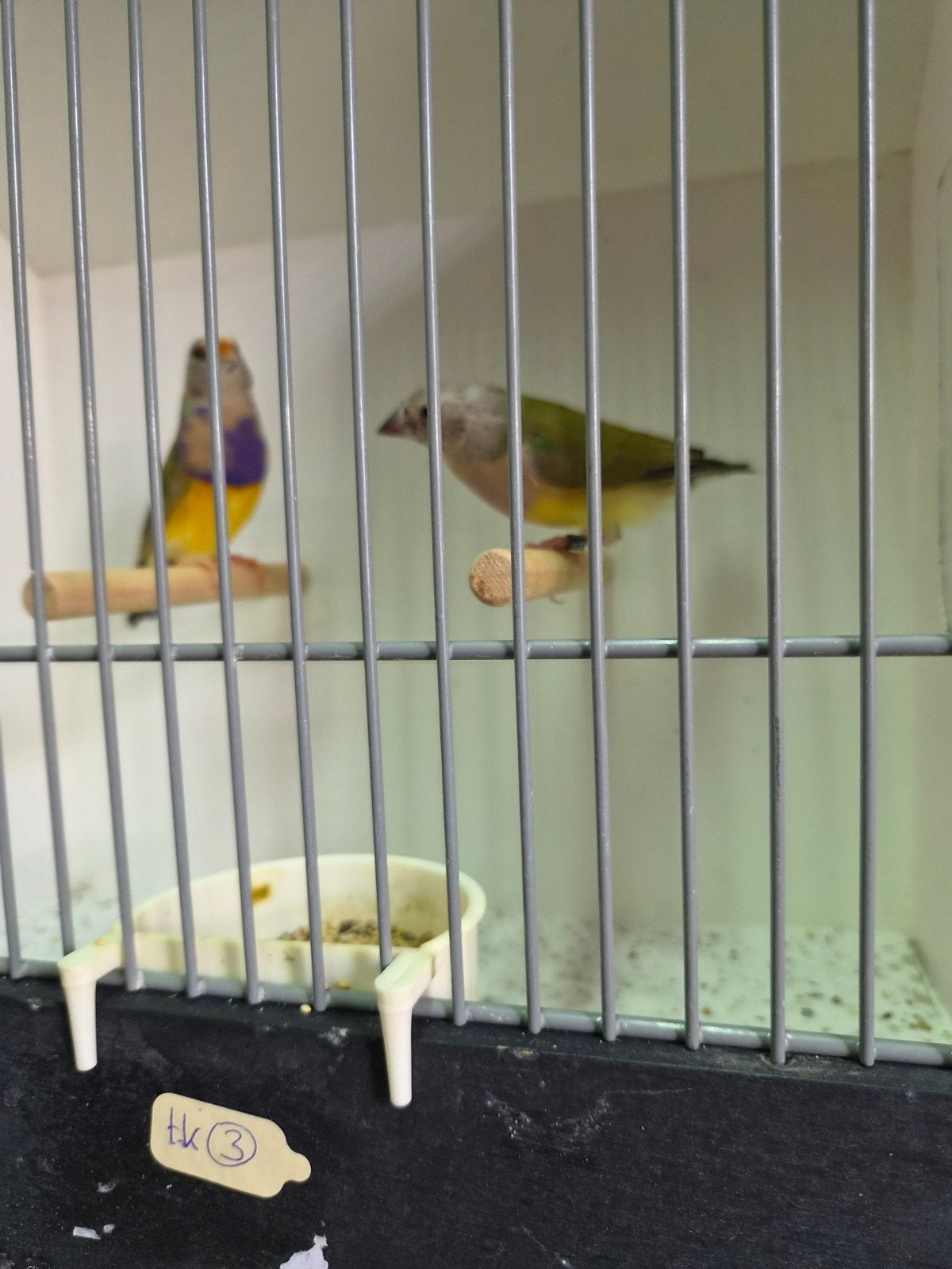 koppel gouldamadine, Dieren en Toebehoren, Meerdere dieren, Tropenvogel, Geringd