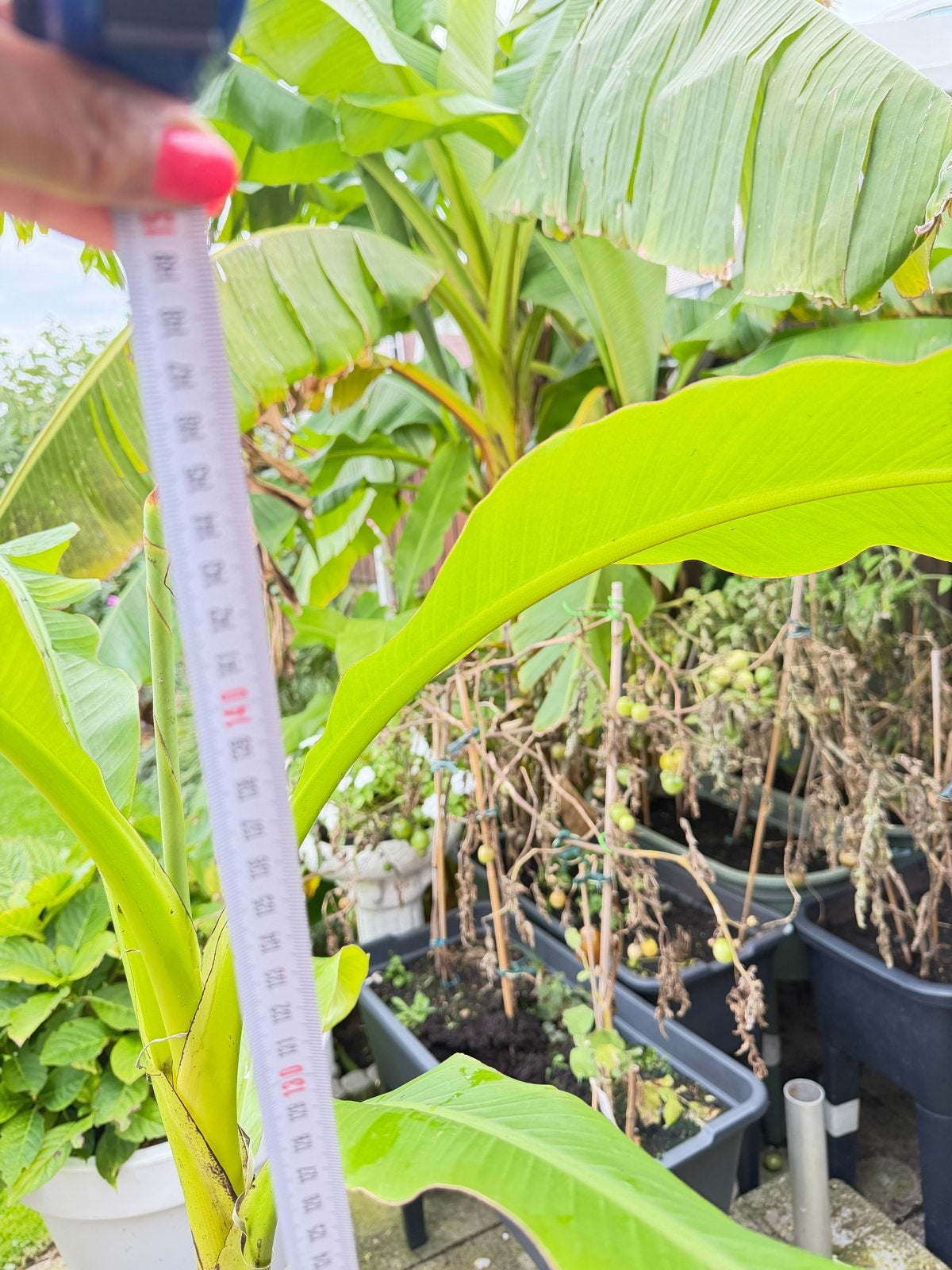 Bananenplanten - Diverse maten (geen eetbare bananen), Ophalen, Vaste plant, Halfschaduw, Zomer