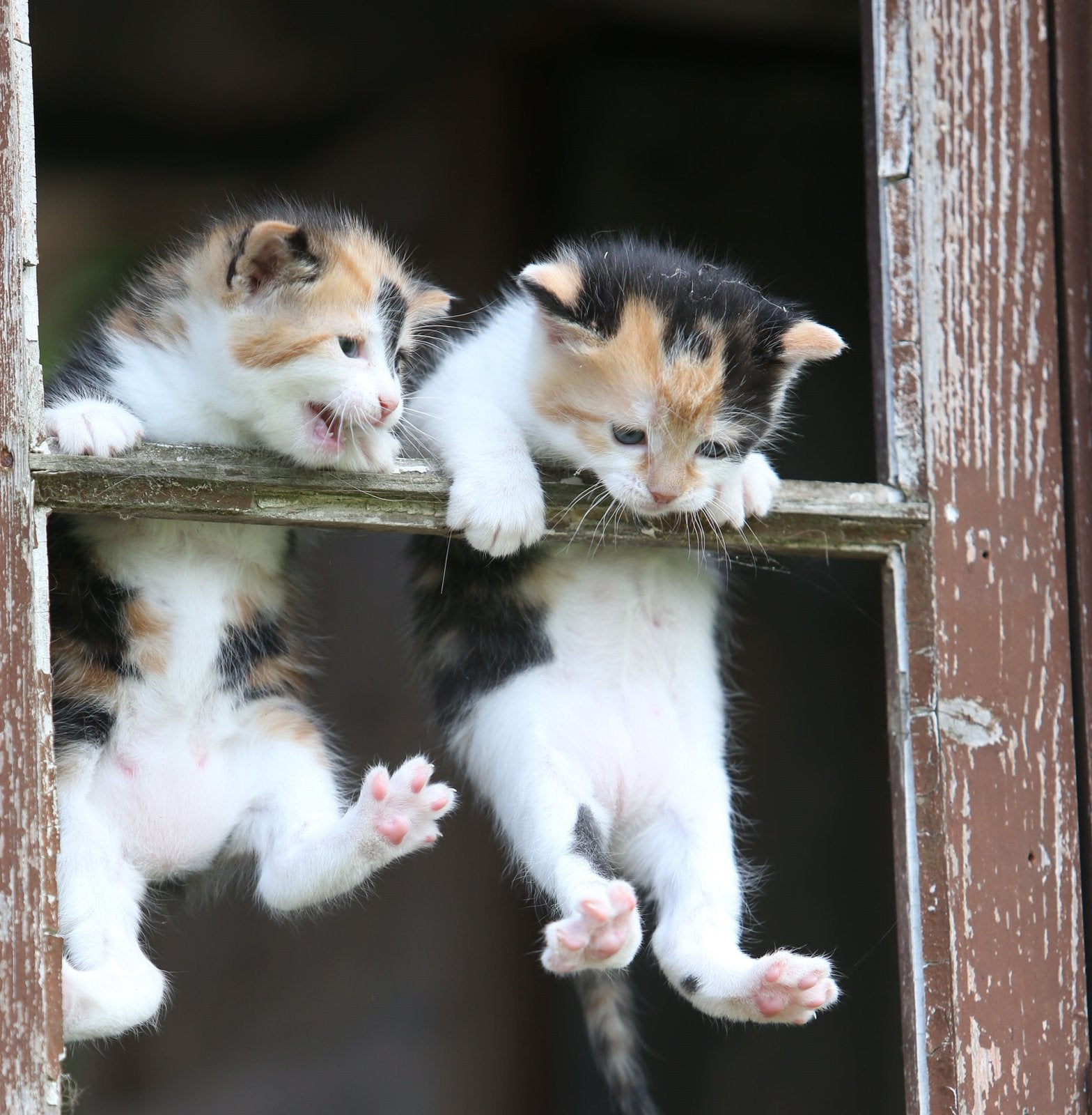 Kittens gratis ophalen, Dieren en Toebehoren, Honden | Jack Russells en Terriërs, Rabiës (hondsdolheid), Overige rassen, 8 tot 15 weken
