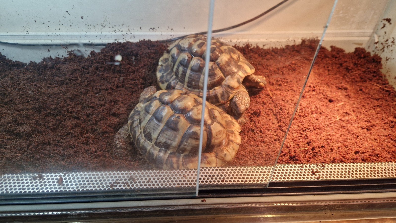 2 griekse  landschildpadden, Schildpad, Met terrarium, 7 tot 10 jaar
