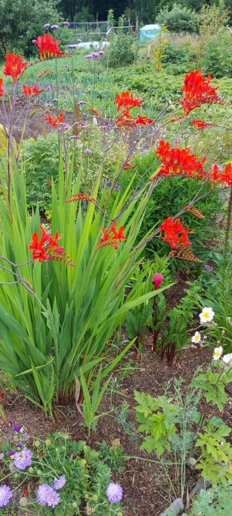 Crocosmia plant mix&match moestuin, Overige soorten, Volle zon, Vaste plant, Ophalen of Verzenden