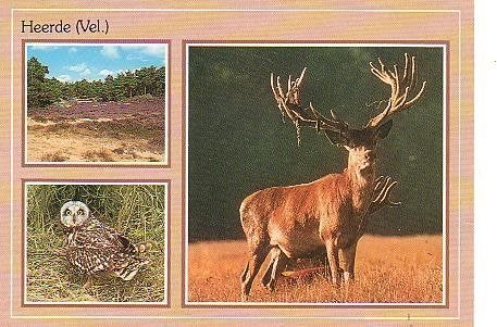 Ansichtkaart 	Heerde	3-luik	Edelhert, Verzenden, 1980 tot heden, Gelopen, Gelderland