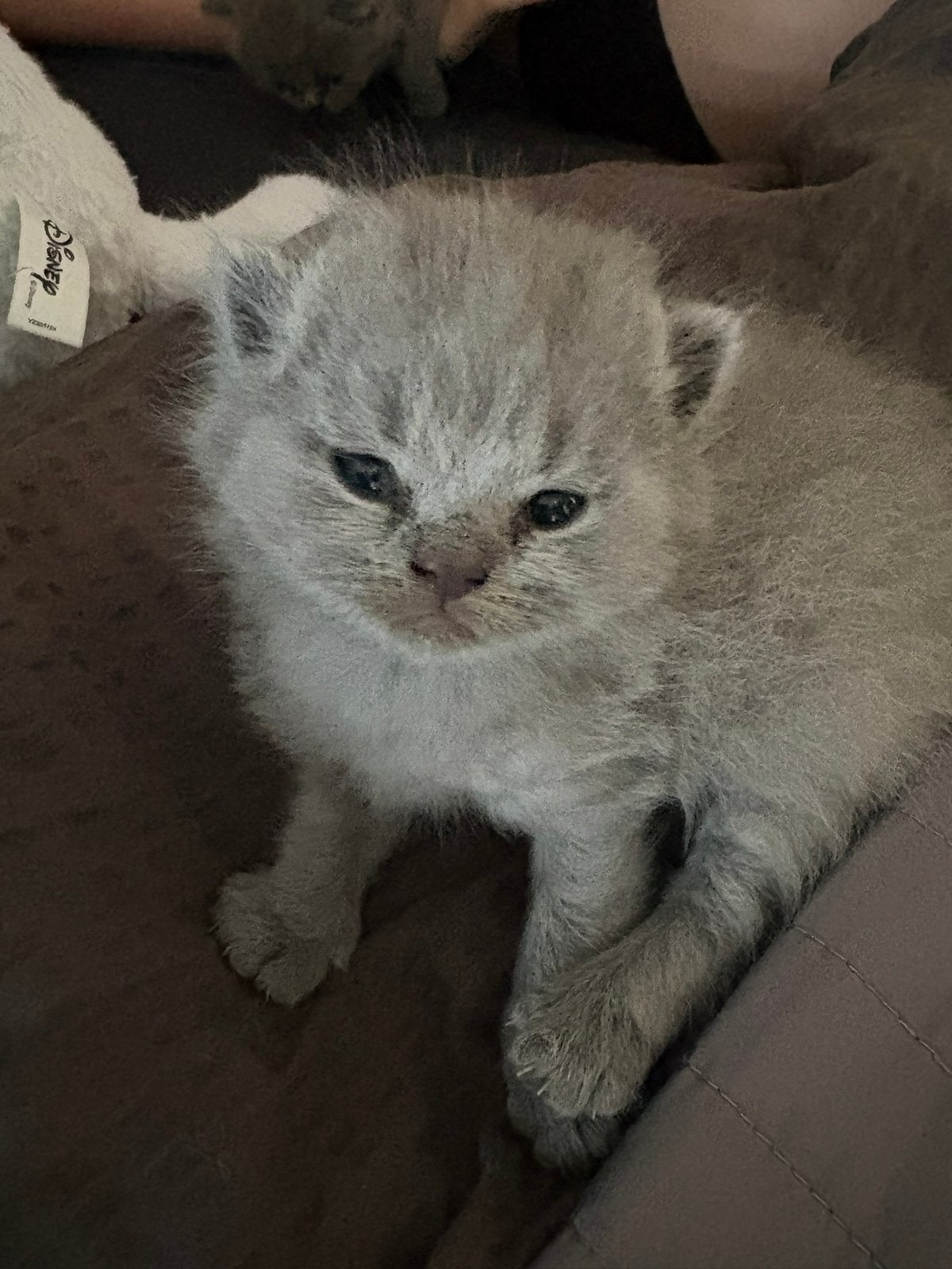 Britse korthaar kittens, Meerdere dieren, Ontwormd