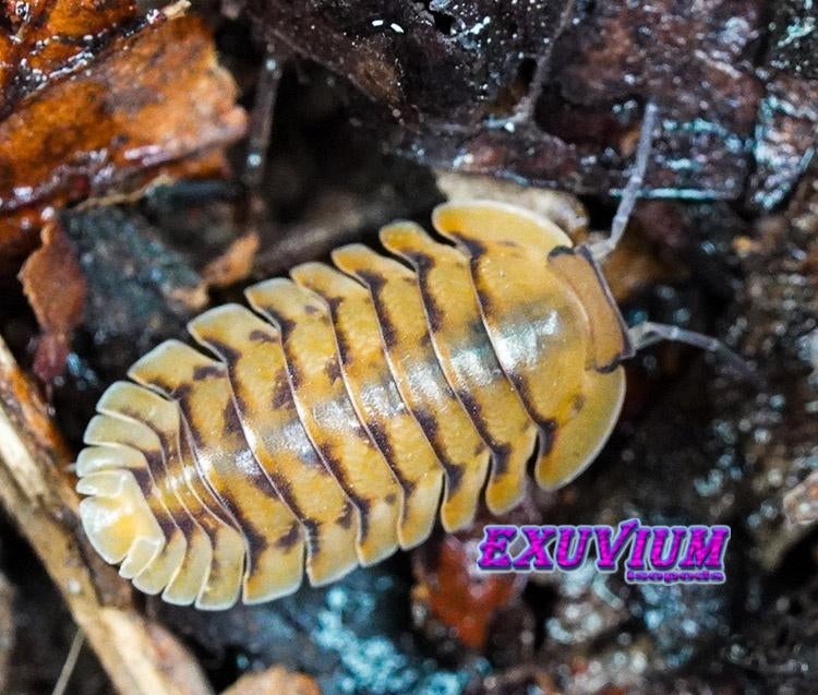 Cubaris sp. Honeymoon Tiger isopods / pissebedden, Dieren en Toebehoren, Insecten en Spinnen, Overige soorten